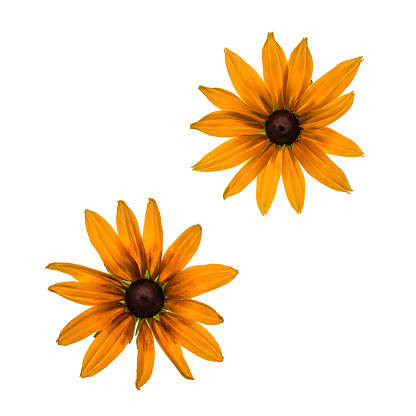 Heads yellow rudbeckia flowers on white background. Top view, flat lay.