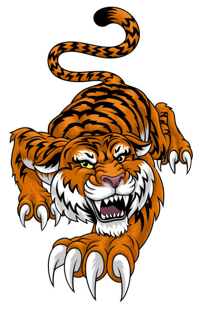 Tiger Angry Tigers Team Sports Mascot Roaring A tiger angry tigers team sports mascot roaring predator teeth stock illustrations