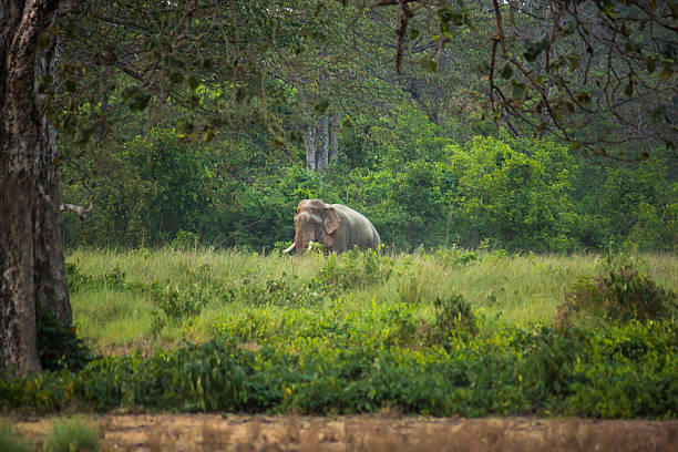 istock Elephant goes through jungle in India 177590574