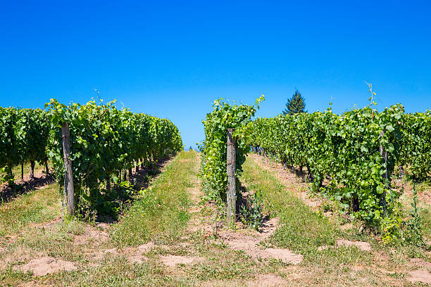 istock Vineyard of Grapes for Wine 177590753
