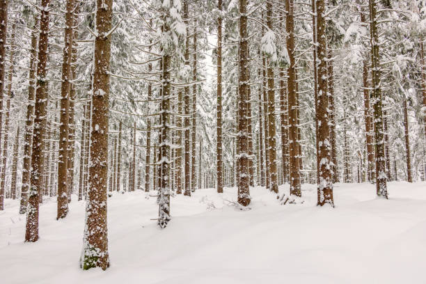 istock Snowy spruce forest in the winter 1775907963