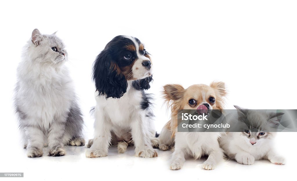 Hunde und Katzen - Lizenzfrei Cavalier King Charles Spaniel Stock-Foto