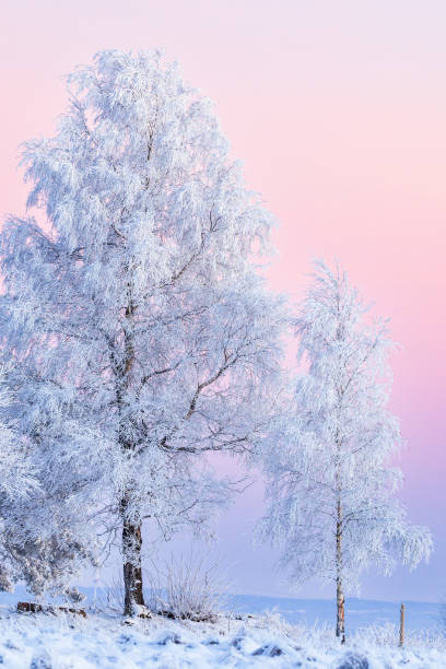 Tree with hoarfrost a cold winter evening