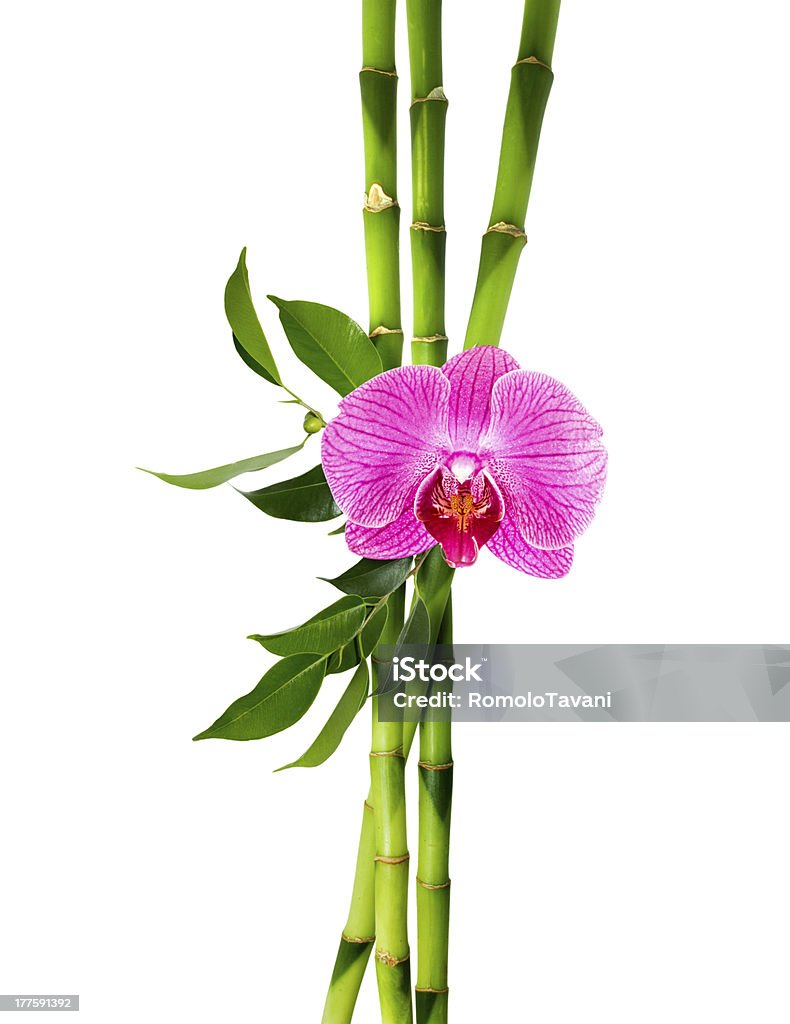 Бамбук ветки с фиолетовый Орхидея - Стоковые фото Бамбук роялти-фри