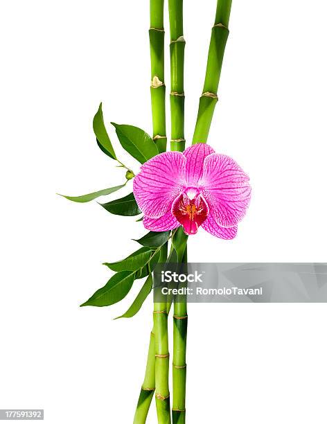 Бамбук Ветки С Фиолетовый Орхидея — стоковые фотографии и другие картинки Бамбук - Бамбук, Бамбуковый материал, Без людей