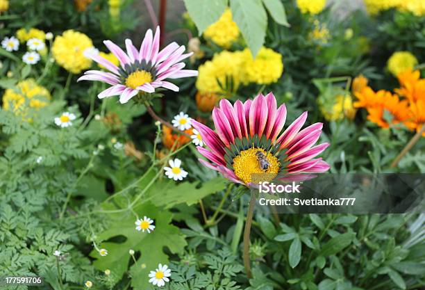 Photo libre de droit de Fleurs De Marguerite Famille banque d'images et plus d'images libres de droit de Anthémis - Anthémis, Beauté de la nature, Camomille - Fleur des zones tempérées