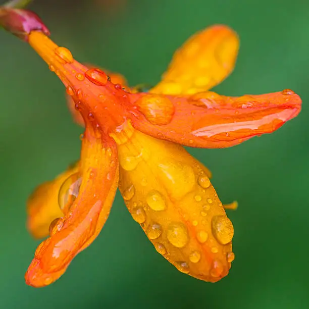 A macro shot of a wet crocosmia bloom.
