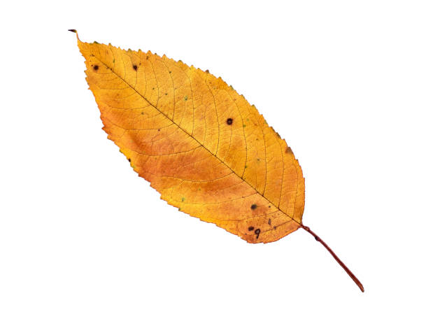 istock Close-up autumn yellow leaf isolated on white background 1775918935