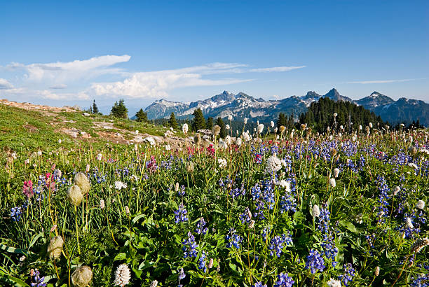 istock Wildflowers Blooming in the Paradise Valley 177592514