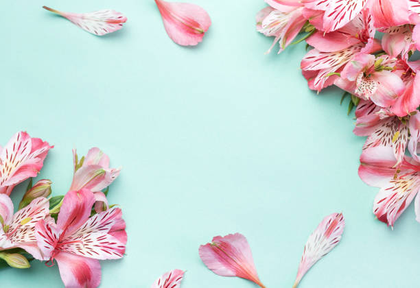 istock Beautiful Alstroemeria flowers on light green background 1775925499