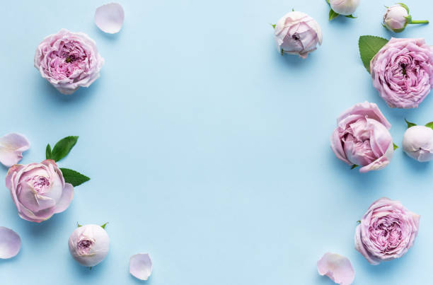 istock Pink rose flowers on pastel blue background 1775925501