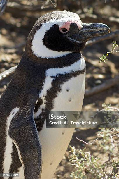 Photo libre de droit de Manchot Magellanic Argentine banque d'images et plus d'images libres de droit de Amérique du Sud - Amérique du Sud, Animaux à l'état sauvage, Argentine