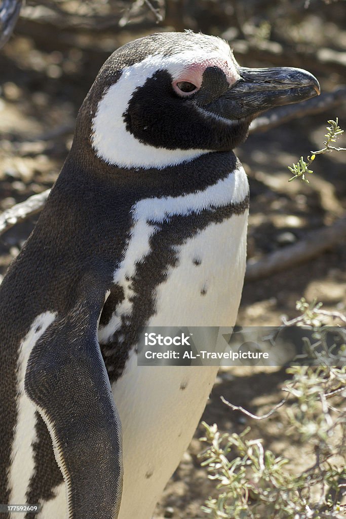 Pinguino Magellanic, Argentina - Foto stock royalty-free di Ambientazione esterna