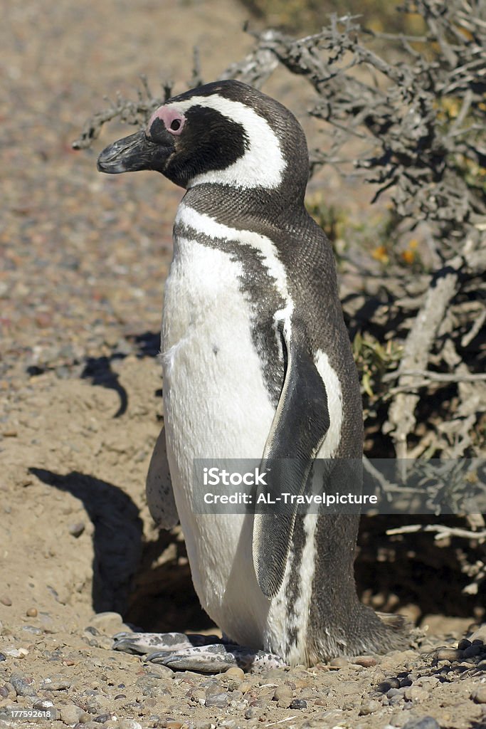 Pinguim-de-Magalhães, Argentina - Foto de stock de América do Sul royalty-free