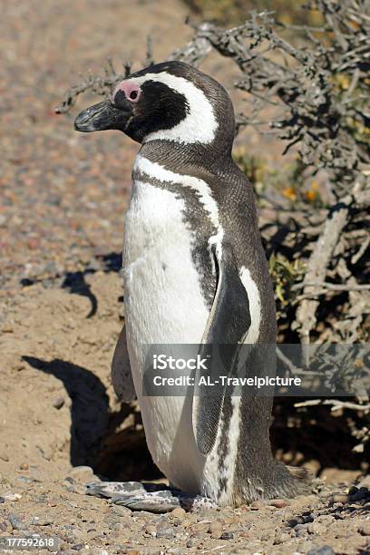 Foto de Pinguimdemagalhães Argentina e mais fotos de stock de América do Sul - América do Sul, Animal selvagem, Argentina