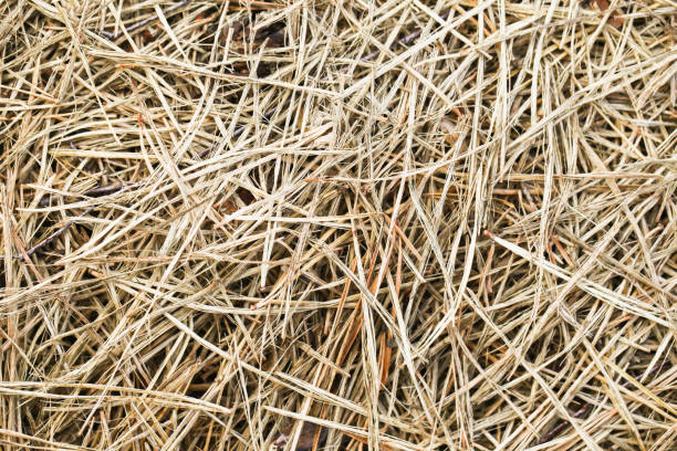 istock Forest ground dry needles. Dead coniferous pattern. Yellow brown dried pine needles. Hazard of fire. Dangerous high temperature. Tin sticks texture. 1775926361