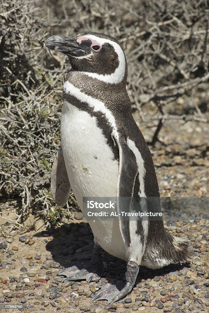 Pinguino Magellanic, Argentina - Foto stock royalty-free di Ambientazione esterna