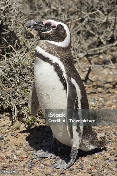 Pinguino Magellanic Argentina - Fotografie stock e altre immagini di Ambientazione esterna - Ambientazione esterna, America del Sud, Animale selvatico