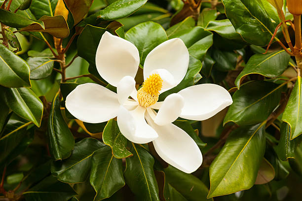 istock flower of ficus elastica 177592841