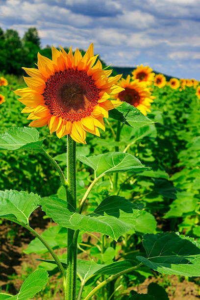 istock rows of young sunflowers vertical 177592917
