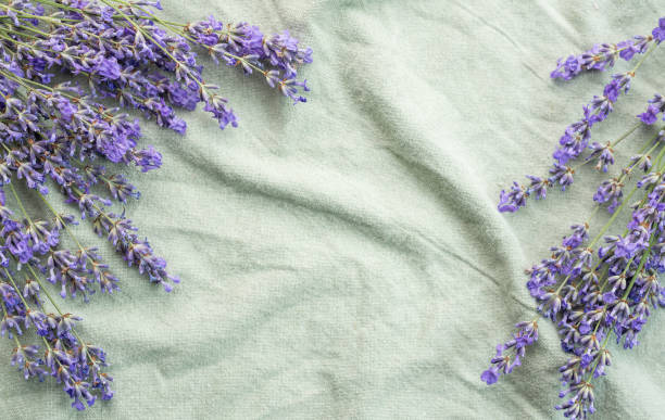 istock Fresh lavender flowers on a fabric background. 1775932136