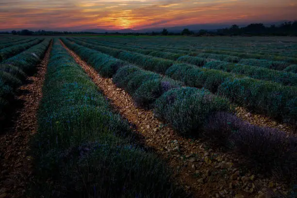 Abgeerntetes Lavendelfeld in Frankreich, Hochprovence im Herbst bei untergehender Sonne. 02.12.23