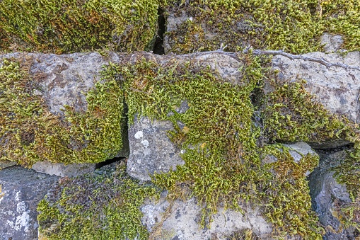 Close up of a moss-covered natural stone wall in daylight