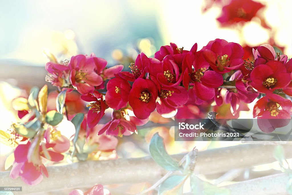 Blüte im Frühjahr - Lizenzfrei Ast - Pflanzenbestandteil Stock-Foto