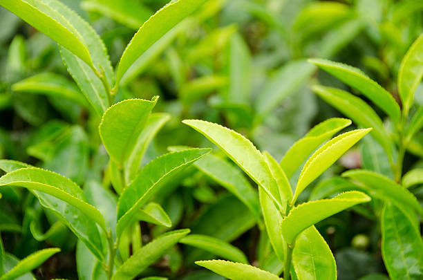 istock Japanese green tea plant 177594178
