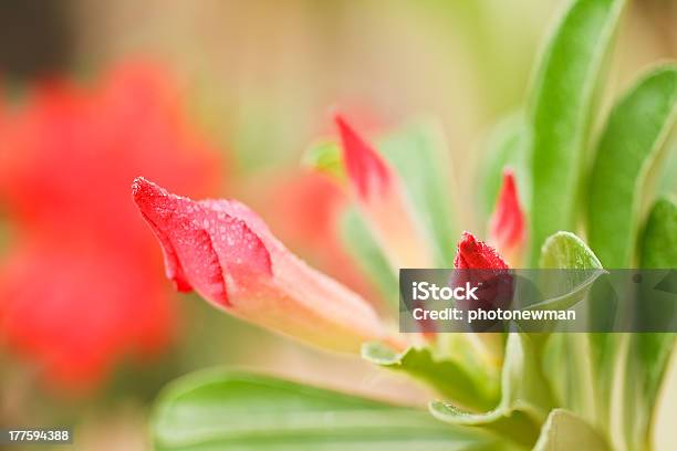 Photo libre de droit de Desert Rose banque d'images et plus d'images libres de droit de Adenium Obesum - Adenium Obesum, Arabie, Dubaï