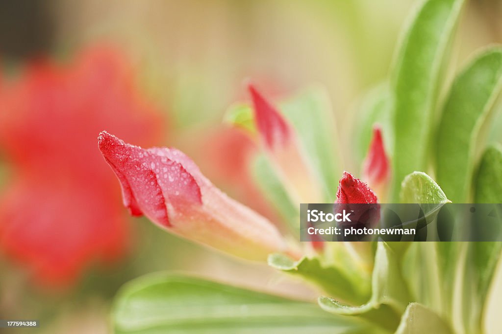 PEDALIACEAE - Zbiór zdjęć royalty-free (Adenium arabskie)