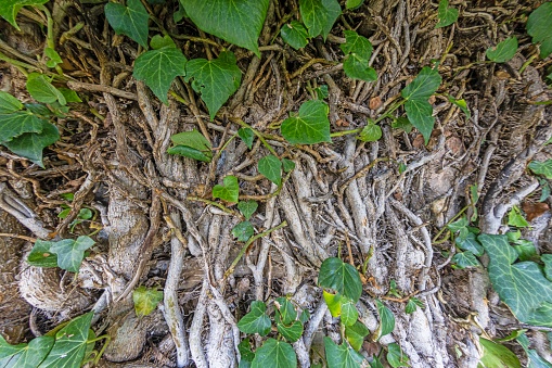 Close up of a dense root network of a bush in daylight