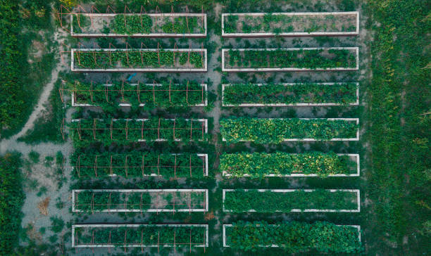istock Separate boxes with agricultural crops. View from a drone 1775950414