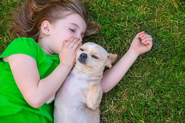 Blond happy girl with her chihuahua doggy portrait Blond happy girl with her chihuahua doggy portrait lying on lawn the beautiful blonde girl with little dog stock pictures, royalty-free photos & images
