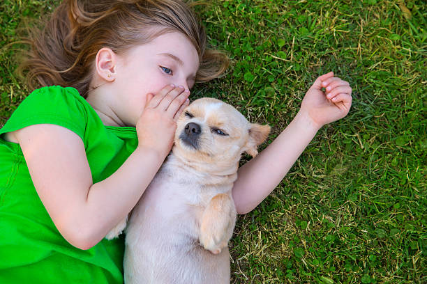 loiro menina feliz com seu chihuahua doggy retrato - segredo criança imagens e fotografias de stock