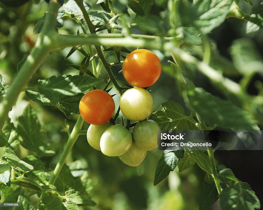 Pomarańczowy Pomidory dojrzewania na winorośli - Zbiór zdjęć royalty-free (Pomarańczowy pomidor)
