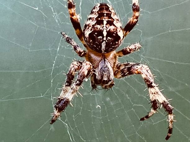 istock European garden spider 1775951501