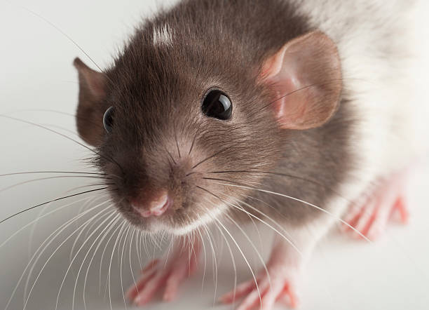 istock Dumbo Hooded Rat Face 177595252