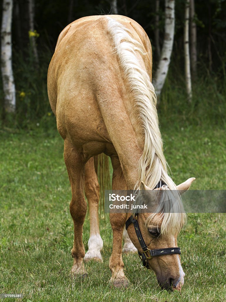 cavalo - Foto de stock de Animal royalty-free