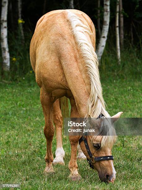 Foto de Cavalo e mais fotos de stock de Animal - Animal, Animal de Fazenda, Cabeça de animal