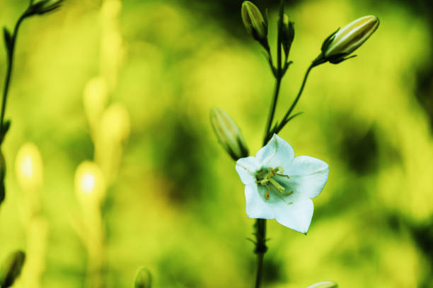 purple spring flowers on green background with shallow depth of field
