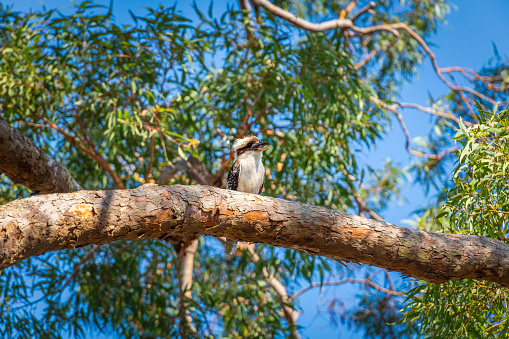 Laughing kookaburra sitting on the branch of a gum tree and looking around, blue sky in the background