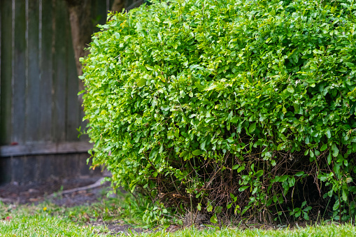 Close up of a green, thick bush tree in the garden with wooden fence in the background