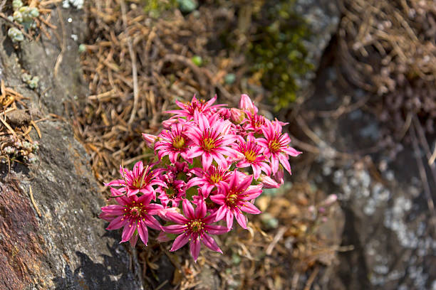 Blossoms of Sempervivum montanum, Sedum, Crassulaceae, Stonecrop Family. Was seen in the European Alps.