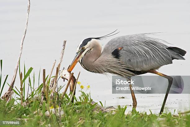 Photo libre de droit de Great Blue Heron Ardea Herodias Bec Au Poisson banque d'images et plus d'images libres de droit de Agression - Agression, Aliment, Aliment cru