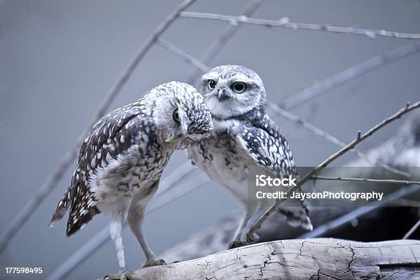 Photo libre de droit de Couple Doiseaux banque d'images et plus d'images libres de droit de Aile d'animal - Aile d'animal, Amour, Arctique