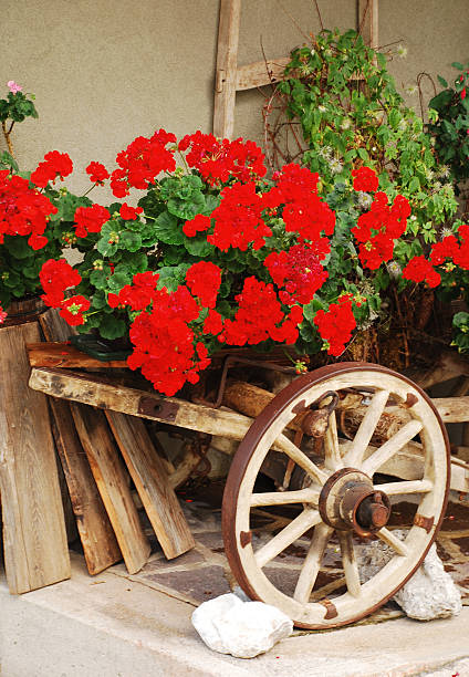 istock Red Geraniums on Antique Wooden Cart 177598607