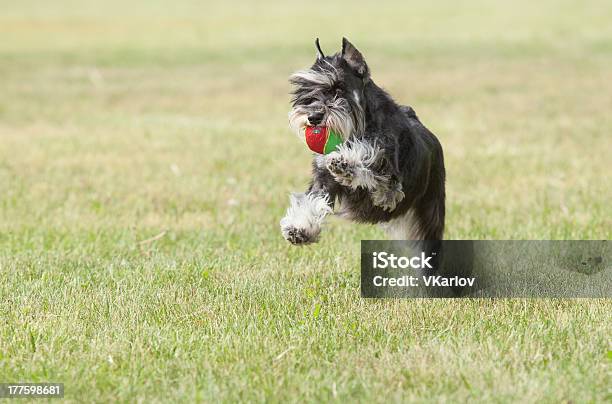 Rassehund Miniature Schnauzer Spielt Mit Dem Ball Stockfoto und mehr Bilder von Domestizierte Tiere - Domestizierte Tiere, Dressierter Hund, Einzelnes Tier