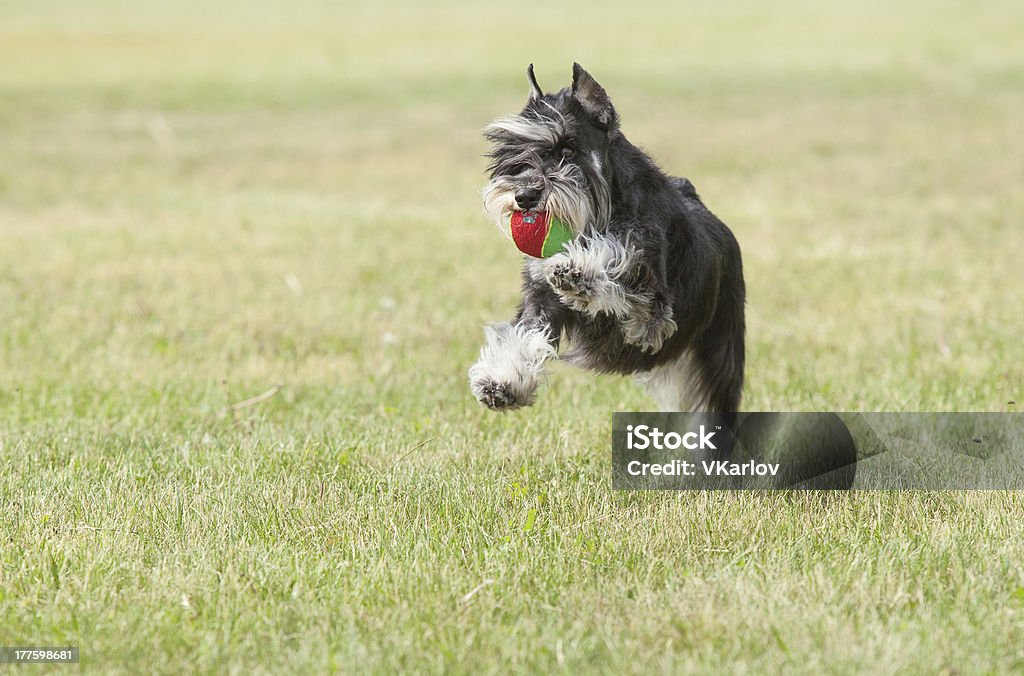 純血種の犬ミニアチュアシュナウザーは、ボール - かわいがられているペットのロイヤリティフリーストックフォト