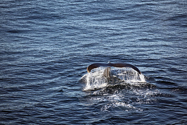wale tale above the surface a whale tale above the surface in North Atlantic whale tale stock pictures, royalty-free photos & images